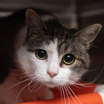 Clea -  Domestic Short Hair Cat for Adoption in Salt Lake City, Utah - Clea | PetCurious
