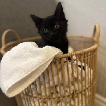 Melvin - Chino Hills Location -  Domestic Long Hair Cat for Adoption in Chino Hills, California - Melvin - Chino Hills Location | PetCurious