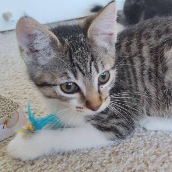 Domestic Short Hair Cats Available for Adoption in Santa Rosa, California - Twig | PetCurious