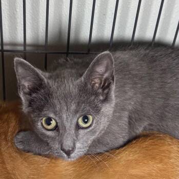 Rosie -  Domestic Short Hair Cat for Adoption in Saginaw, Michigan - Rosie | PetCurious