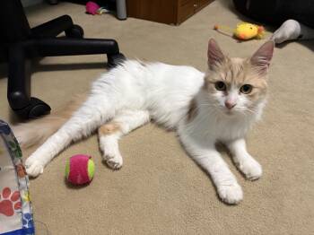 Domestic Short Hair Cats Available for Adoption in Cortland, New York - Addie | PetCurious