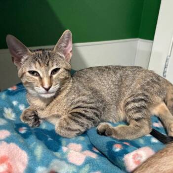 TREASURE -  Domestic Short Hair Cat for Adoption in Kyle, Texas - TREASURE | PetCurious