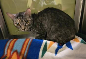 Crouton -  Domestic Short Hair Cat for Adoption in Dickson, Tennessee - Crouton | PetCurious