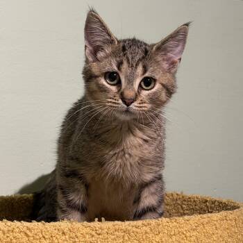 Smokey -  Domestic Short Hair Cat for Adoption in Syosset, New York - Smokey | PetCurious