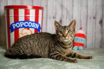 James -  Domestic Short Hair Cat for Adoption in Roanoke, Texas - James | PetCurious