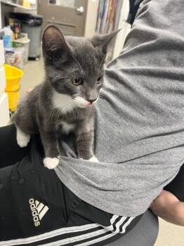 Domestic Short Hair Cats Available for Adoption in Hopkinsville, Kentucky - Taz | PetCurious