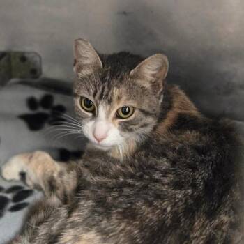 Cinnamon -  Domestic Short Hair Cat for Adoption in San Jacinto, California - Cinnamon | PetCurious