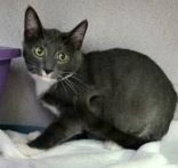 Dart & Dice - Polydactyl -  Domestic Short Hair Cat for Adoption in Kirkland, Washington - Dart & Dice - Polydactyl | PetCurious