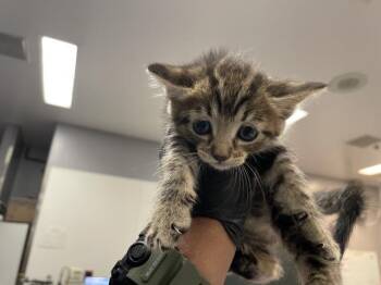 A1935224 -  Domestic Short Hair Cat for Adoption in Thousand Palms, California - A1935224 | PetCurious