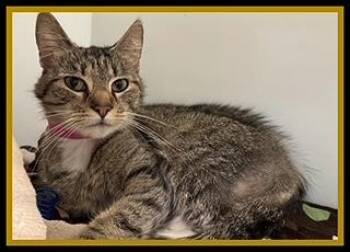 TEETER -  Domestic Short Hair Cat for Adoption in Peoria, Illinois - TEETER | PetCurious