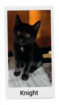Knight -  Domestic Short Hair Cat for Adoption in Caistor Centre, Ontario - Knight | PetCurious