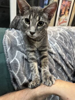 Rescue Domestic Short Hair and Tabby Cats for Adoption in Rosenberg, Texas - Martin Furman | PetCurious