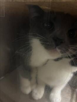 Domestic Short Hair Cats Available for Adoption - INAUGURATION | PetCurious