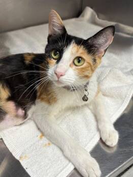 Hypollita -  Domestic Short Hair Cat for Adoption in Little Rock, Arkansas - Hypollita | PetCurious