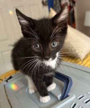 Rescue Domestic Short Hair Cats for Adoption in Cortland, Ohio - Oz | PetCurious