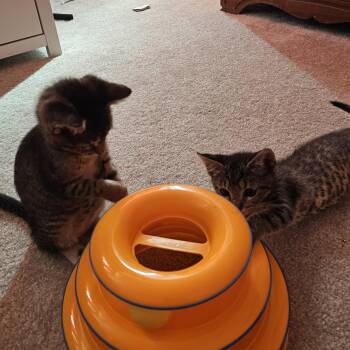 Zig & Zag -  Tabby and Domestic Short Hair Cat for Adoption in UNIVERSITY PA, Maryland - Zig & Zag | PetCurious