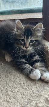 Tristan -  Domestic Long Hair Cat for Adoption in Metamora, Illinois - Tristan | PetCurious