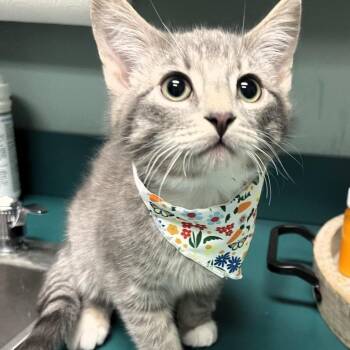 Domestic Short Hair Cats Available for Adoption - Landry | PetCurious