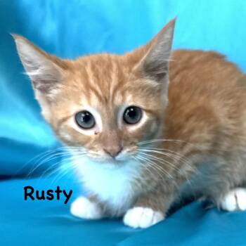 Rusty -s -  Domestic Medium Hair Cat for Adoption in Sequatchie, Tennessee - Rusty -s | PetCurious