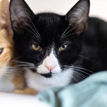 Friskies (bonded with Tiki) -  Domestic Short Hair Cat for Adoption in Wilmington, Delaware - Friskies (bonded With Tiki) | PetCurious