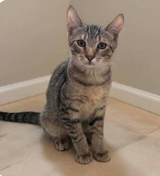 Eddie -  Domestic Short Hair Cat for Adoption in Delray Beach, Florida - Eddie | PetCurious