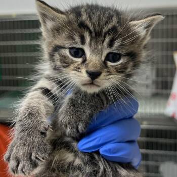 Domestic Long Hair Cats Available for Adoption in Charlottesville, Virginia - Blueberry | PetCurious