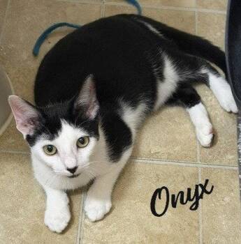 Onyx #fireball -  Tuxedo and Domestic Short Hair Cat for Adoption in Houston, Texas - Onyx #fireball | PetCurious