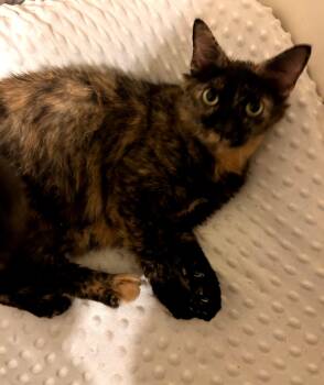 Domestic Medium Hair Cats Available for Adoption - Lucy | PetCurious