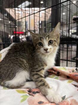 Trululu -  Domestic Short Hair Cat for Adoption in Jackson, Michigan - Trululu | PetCurious
