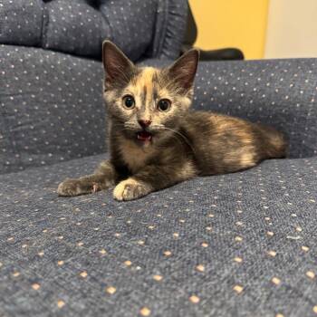 Autumn -  Domestic Short Hair Cat for Adoption in Huntsville, Alabama - Autumn | PetCurious