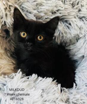 Milkdud -  Domestic Medium Hair Cat for Adoption - Milkdud | PetCurious