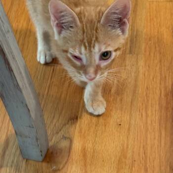 Rescue Domestic Short Hair Cats for Adoption in Abbeville, South Carolina - 1340 Sunny | PetCurious