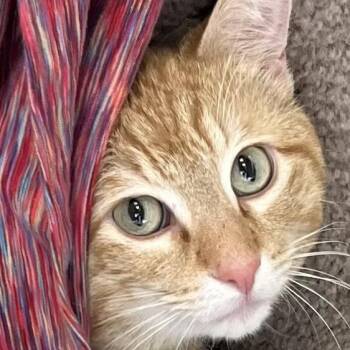 Domestic Short Hair Cats Available for Adoption - Shrimp | PetCurious