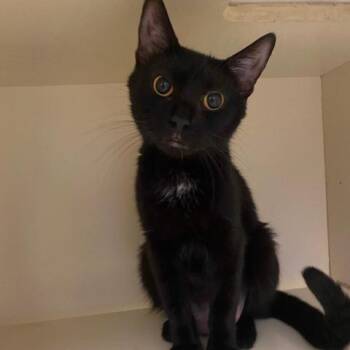 Mama Rosa -  Domestic Short Hair Cat for Adoption in Dayton, Ohio - Mama Rosa | PetCurious