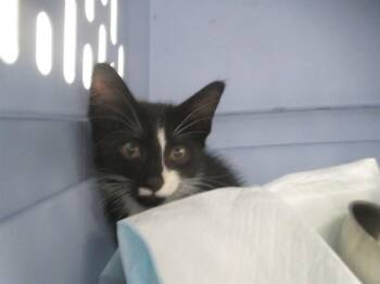 ROSE -  Domestic Short Hair Cat for Adoption in Ocala, Florida - ROSE | PetCurious