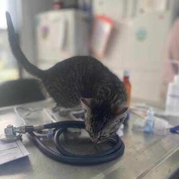 Honeysuckle -  Domestic Short Hair Cat for Adoption in Chapel Hill, North Carolina - Honeysuckle | PetCurious