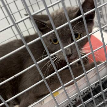 Smith 1 -  Domestic Short Hair Cat for Adoption in Montgomery, Alabama - Smith 1 | PetCurious