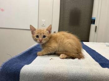 The Golden Nugget -  Domestic Short Hair Cat for Adoption in Kansas City, Missouri - The Golden Nugget | PetCurious