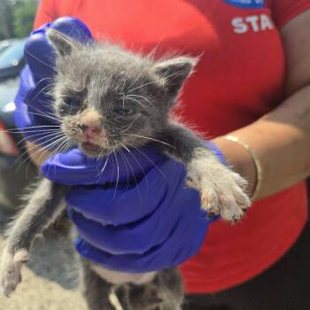 Rickon -  Domestic Short Hair Cat for Adoption in Newark, New Jersey - Rickon | PetCurious