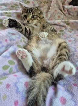 BROWNIE B -  Domestic Short Hair Cat for Adoption in Highland Park, New Jersey - BROWNIE B | PetCurious