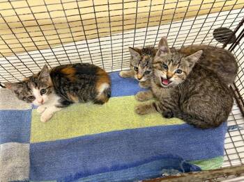 PUMPKIN -  Domestic Short Hair Cat for Adoption in Tustin, California - PUMPKIN | PetCurious