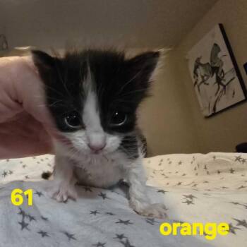 Isabella -  Domestic Short Hair Cat for Adoption in Spokane, Washington - Isabella | PetCurious