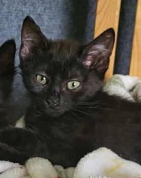 Rescue Domestic Short Hair Cats for Adoption in San Diego, California - Winnie | PetCurious