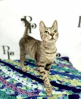 Rescue Domestic Short Hair Cats for Adoption in Social Circle, Georgia - John Deere | PetCurious