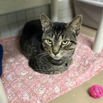 Pirate -  Domestic Short Hair Cat for Adoption in Westhampton, New York - Pirate | PetCurious