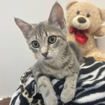 Poppy -  Domestic Short Hair Cat for Adoption in Waynesburg, Pennsylvania - Poppy | PetCurious