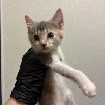Mt. Olive -  Domestic Short Hair Cat for Adoption in Charlottesville, Virginia - Mt. Olive | PetCurious
