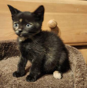 Rescue Tabby Cats for Adoption in Piscataway, New Jersey - Harriet | PetCurious