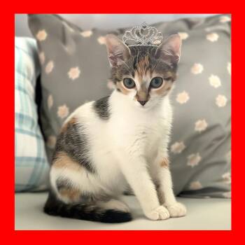 Mimi -  Domestic Short Hair Cat for Adoption in Durham, North Carolina - Mimi | PetCurious