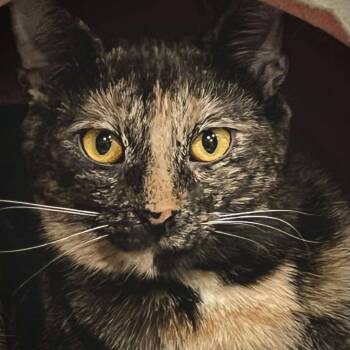 Rescue Domestic Short Hair Cats for Adoption in Napoleon, Ohio - Momo 3C25 | PetCurious